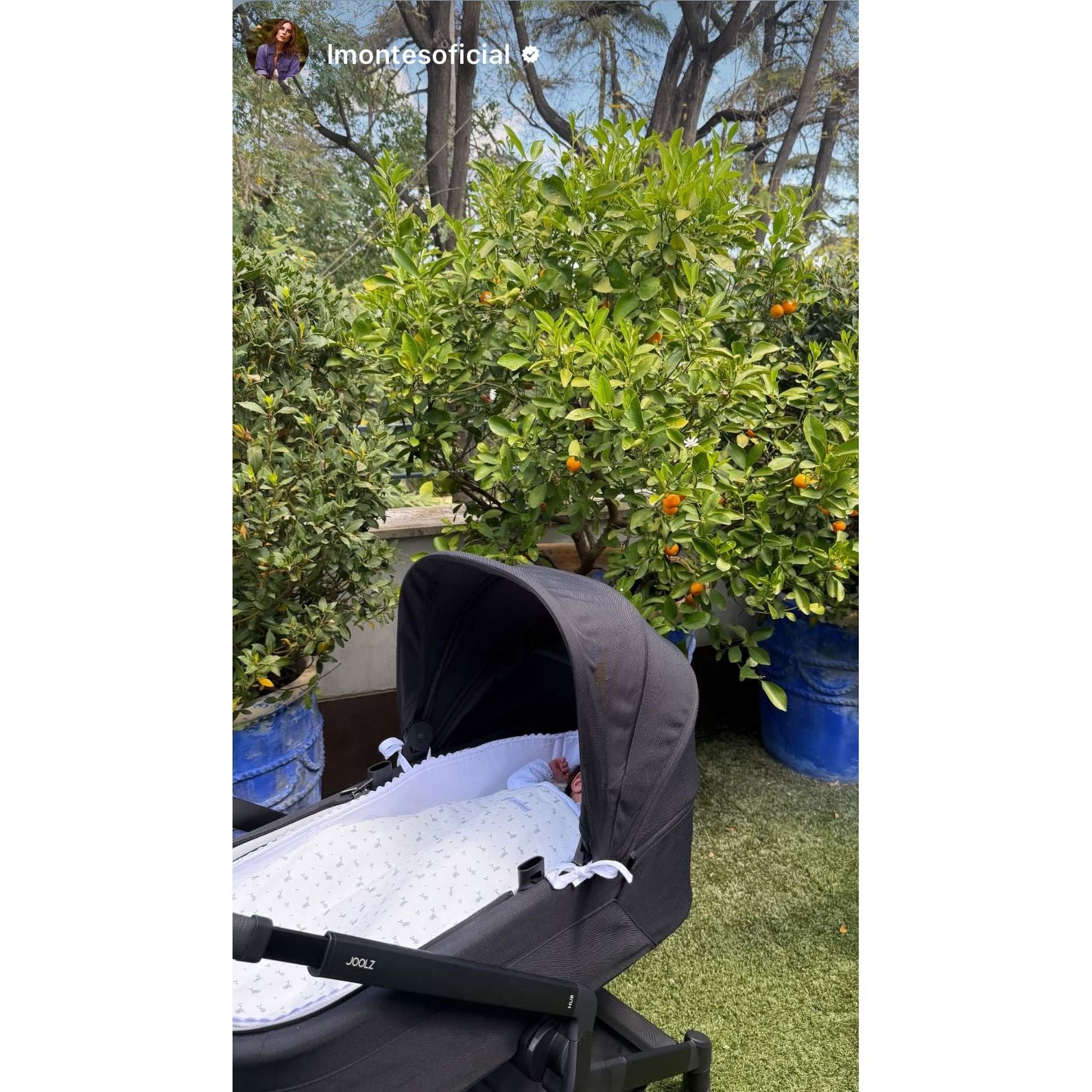 Secababitas Sweet Blue Flower